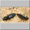 Dicronychus sp - Schnellkaefer 01e 9mm Paarung.jpg